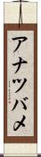 アナツバメ Scroll