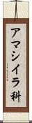 アマシイラ科 Scroll