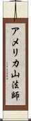 アメリカ山法師 Scroll