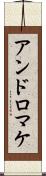 アンドロマケ Scroll