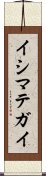 イシマテガイ Scroll