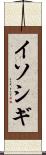 イソシギ Scroll
