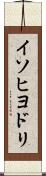 イソヒヨドリ Scroll