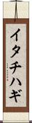 イタチハギ Scroll
