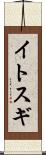 イトスギ Scroll