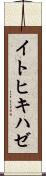 イトヒキハゼ Scroll