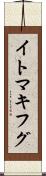 イトマキフグ Scroll