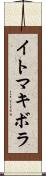 イトマキボラ Scroll