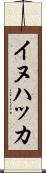 イヌハッカ Scroll