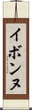 イボンヌ Scroll