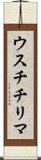ウスチチリマ Scroll