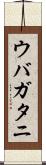 ウバガタニ Scroll