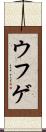 ウフゲ Scroll