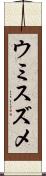 ウミスズメ Scroll