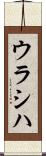 ウラシハ Scroll