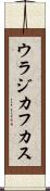 ウラジカフカス Scroll