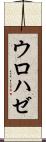 ウロハゼ Scroll