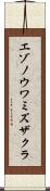 エゾノウワミズザクラ Scroll