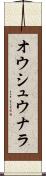 オウシュウナラ Scroll