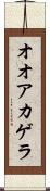 オオアカゲラ Scroll