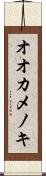オオカメノキ Scroll