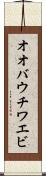オオバウチワエビ Scroll