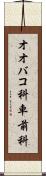オオバコ科 Scroll