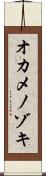 オカメノゾキ Scroll
