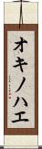 オキノハエ Scroll
