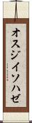 オスジイソハゼ Scroll