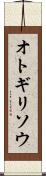 オトギリソウ Scroll