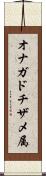オナガドチザメ属 Scroll