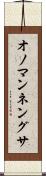 オノマンネングサ Scroll