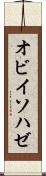 オビイソハゼ Scroll