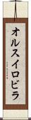 オルスイロビラ Scroll