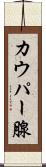 カウパー腺 Scroll