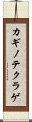 カギノテクラゲ Scroll