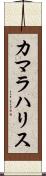 カマラハリス Scroll