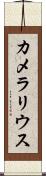 カメラリウス Scroll