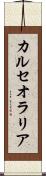 カルセオラリア Scroll