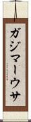 ガジマーウサ Scroll
