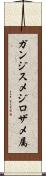 ガンジスメジロザメ属 Scroll
