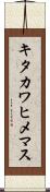 キタカワヒメマス Scroll
