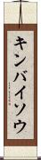 キンバイソウ Scroll
