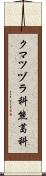 クマツヅラ科 Scroll