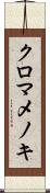 クロマメノキ Scroll