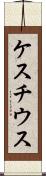 ケスチウス Scroll
