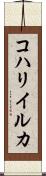 コハリイルカ Scroll