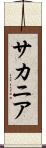 サカニア Scroll