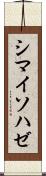 シマイソハゼ Scroll